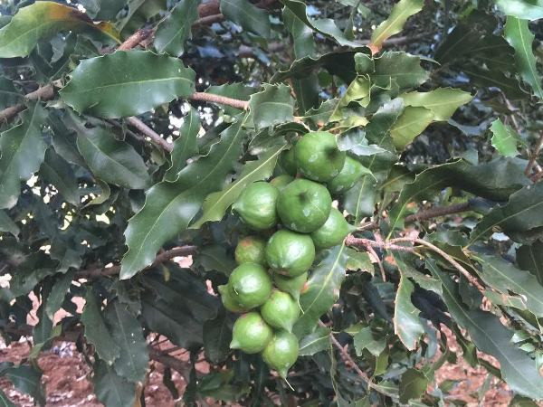 LienVietPostBank dành 3.000 tỷ đồng phát triển cây mắcca ảnh 1