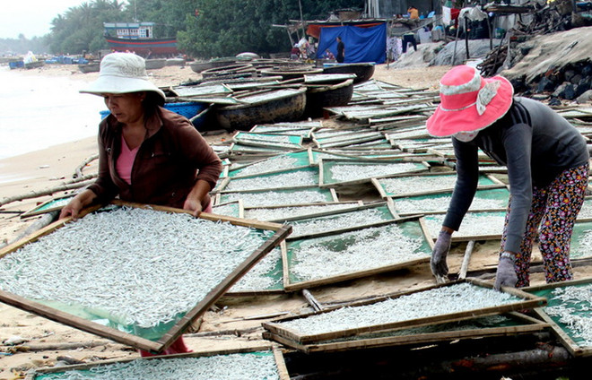 Ngư dân Quảng Ngãi "bội thu" cá cơm đầu năm ảnh 1