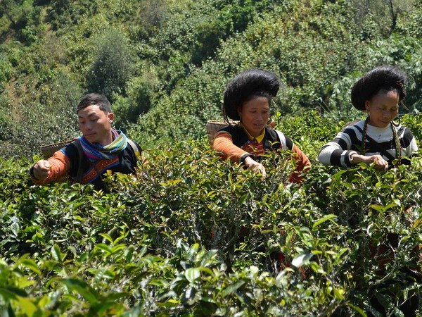 Cho vay phục vụ tam nông: Nới rộng những "khe cửa hẹp" ảnh 1