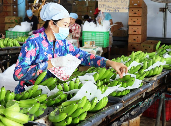 Ảnh chỉ có tính minh họa. (Nguồn: TTXVN) Tuyến vận tải biển mới sẽ thúc đẩy xuất khẩu trái cây Việt Nam ảnh 1