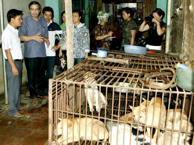 Người Việt ăn thịt chó nhiều thứ 2 trên thế giới với 5 triệu con/năm ảnh 1