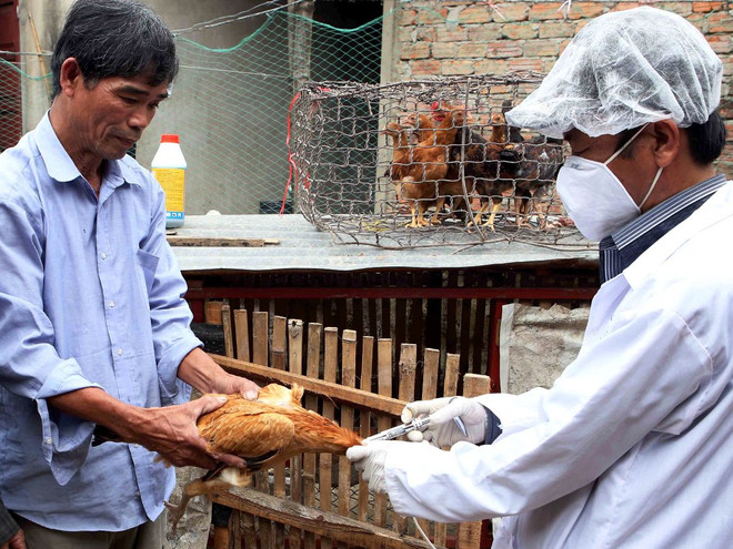 Cảnh báo nguy cơ xuất hiện dịch bệnh trên vật nuôi dịp cuối năm ảnh 1