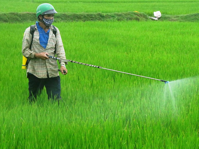 Hoạt chất Glyphosate trong thuốc trừ cỏ không gây ung thư ảnh 1