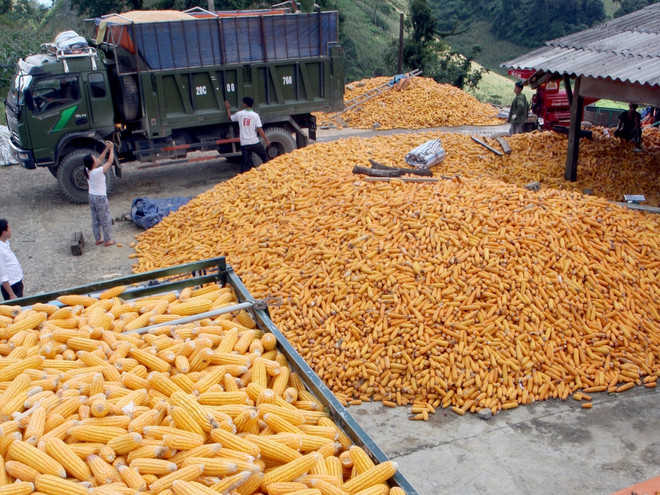 Tạm ngừng nhập khẩu lạc và bột bã ngô do nhiễm bị mọt nguy hiểm ảnh 1