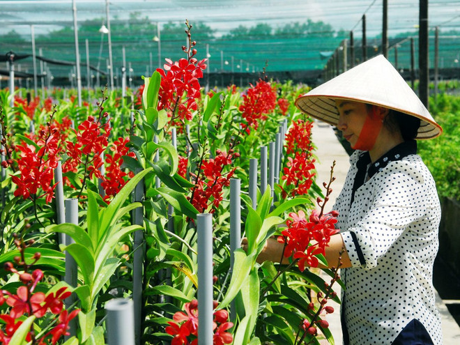 Công bố danh sách 63 gương nông dân Việt Nam xuất sắc năm 2016 ảnh 1