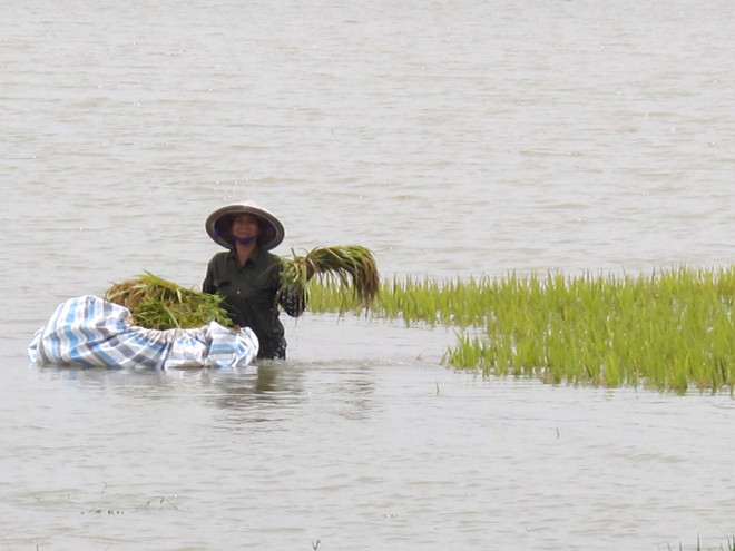 Ngành nông nghiệp phát động và ủng hộ 400 triệu đồng cho miền Trung ảnh 1