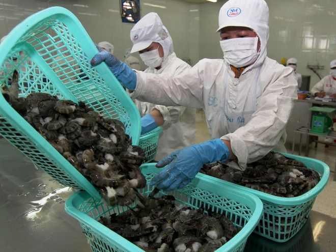 2017: Sẽ có doanh nghiệp sản xuất tôm giống theo tiêu chuẩn OIE ảnh 1