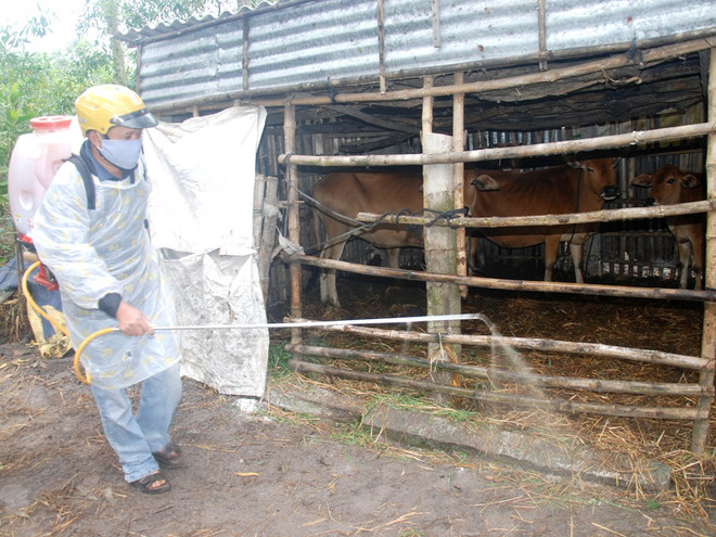 Cục Thú y yêu cầu chủ động ứng phó dịch bệnh cho vật nuôi sau mưa lũ ảnh 1