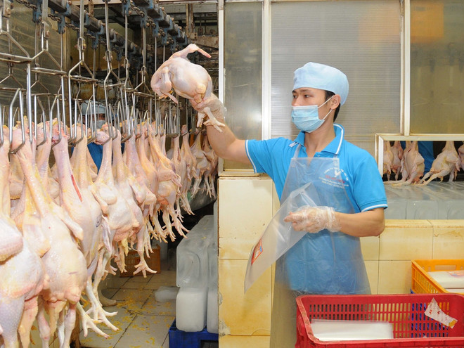Đóng gói sản phẩm thịt gà cung cấp ra thị trường. (Ảnh: An Hiếu/TTXVN) Thịt gà chế biến của Việt Nam có thể được xuất khẩu sang Nhật Bản ảnh 1