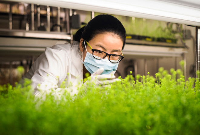 Medicago cung ứng 76 triệu liều vắcxin COVID-19 nguồn gốc thực vật ảnh 1