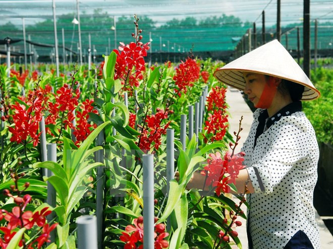 Trồng lan Mokara cho doanh thu cao ở thành phố Hồ Chí Minh. (Ảnh: Mạnh Linh/TTXVN) Sắp triển khai gói tín dụng 100.000 tỷ đồng nông nghiệp công nghệ cao ảnh 1