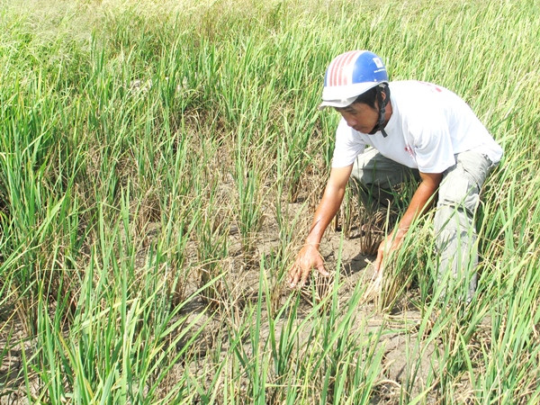 Ninh Thuận, Khánh Hòa có thể bị hạn hán, thiếu nước nghiêm trọng ảnh 1