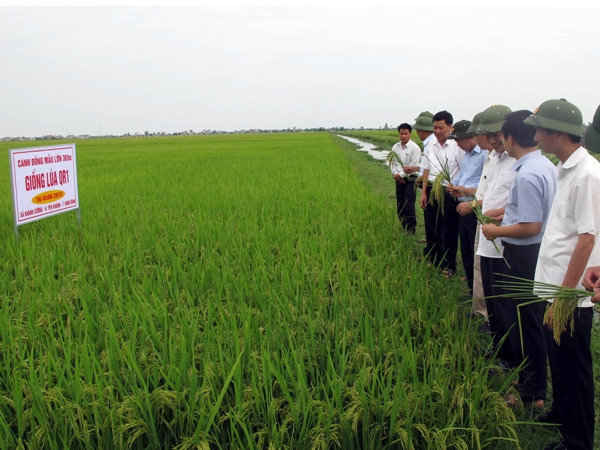 Ứng phó với ngưỡng thời tiết “quá ấm” trong vụ lúa Đông Xuân ảnh 1