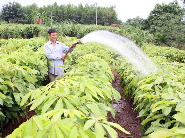 Hơn 43.000 hộ nông dân thoát nghèo nhờ trồng rừng hiện đại ảnh 1