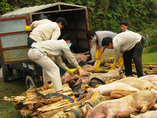 “Siết” việc nhập lậu gia súc qua biên giới để ngăn dịch bệnh lây lan ảnh 1