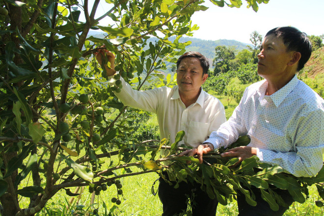 Đồi macca trù phú mở hướng làm giàu ở miền tây Quảng Ngãi ảnh 2
