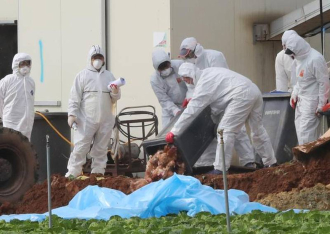 Hàn Quốc phát hiện thêm hai ca nhiễm cúm gia cầm độc lực cao ảnh 1