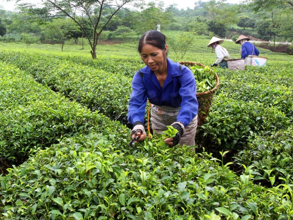 Thúc đẩy khu vực tư nhân tham gia phát triển chuỗi giá trị nông nghiệp ảnh 1