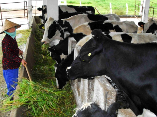 Đề xuất thành lập Ủy ban sữa quốc gia để điều tiết giá trên thị trường ảnh 1