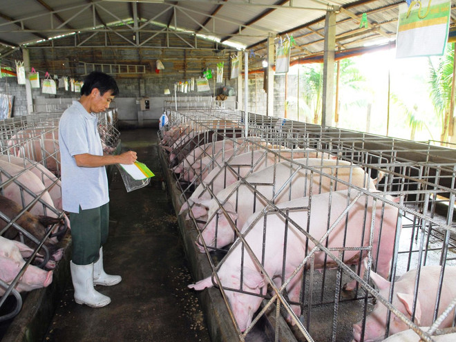 Kiểm tra đàn lợn tại trang trại ở thành phố Hồ Chí Minh. (Ảnh: Mạnh Linh/TTXVN) Đề xuất đưa chất kích thích Cysteamine vào danh mục cấm ảnh 1