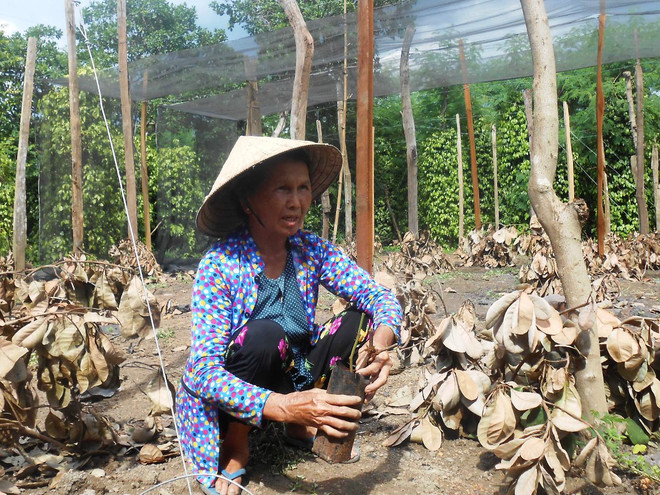 Vườn tiêu trồng ở Bình Phước chết dần do hạn hán năm 2016. (Ảnh: Đậu Tất Thành/TTXVN) Việt Nam cần hơn 25.000 tỷ đồng để khắc phục thiệt hại do El Nino ảnh 1