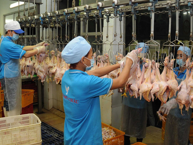 Dây chuyền giết mổ hiện đại tại Thành phố Hồ Chí Minh. (Ảnh: An Hiếu/TTXVN) Năm điểm nhấn nổi bật của ngành chăn nuôi trong năm 2016 ảnh 3