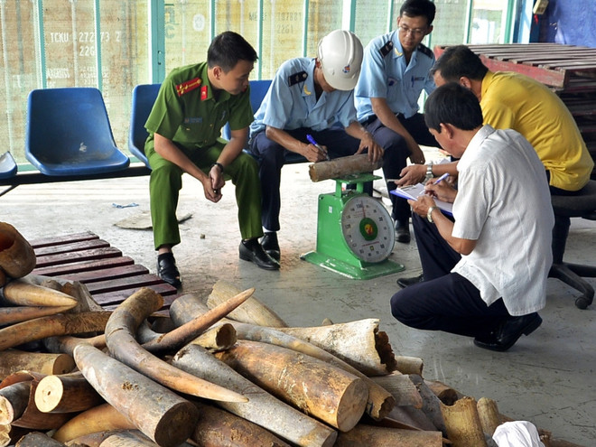 Sẽ tiêu hủy trên 2 tấn ngà voi và 70kg sừng tê giác tại huyện Sóc Sơn ảnh 1