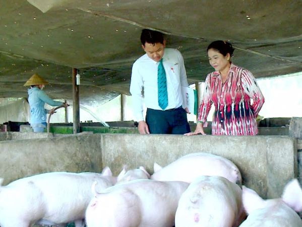 Cơ cấu lại thời hạn trả nợ cho khách hàng vay chăn nuôi lợn ảnh 1