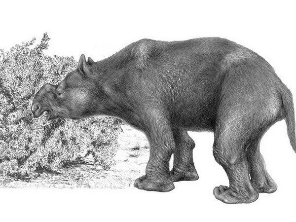 Hé lộ nguyên nhân khiến các loài thú khổng lồ tại châu Phi diệt vong ảnh 1