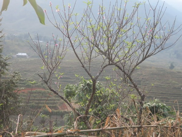 Bắc Bộ xuất hiện sương mù nhiều nơi, Trung Bộ tiếp tục có mưa ảnh 1