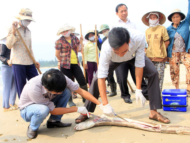 Giải pháp cấp bách ứng phó với tình trạng cá chết bất thường ảnh 1