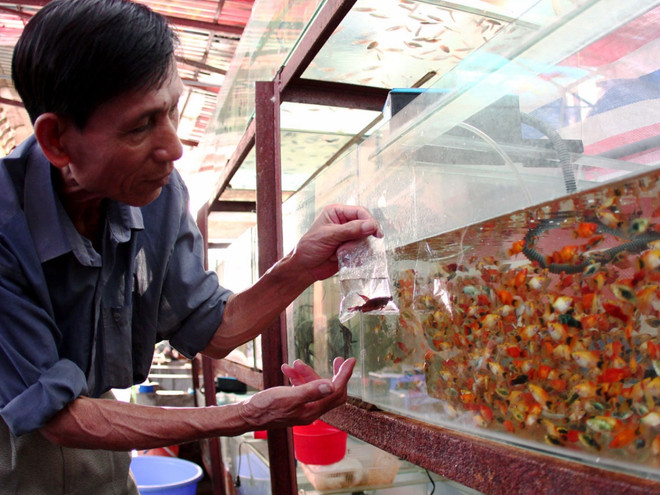 Chưa đảm bảo an toàn dịch bệnh, cá cảnh xuất đi châu Âu gặp khó ảnh 1