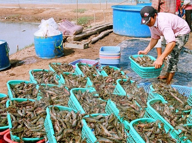 Sản lượng cá tra Đồng bằng sông Cửu Long giảm 7% so với cùng kỳ ảnh 2