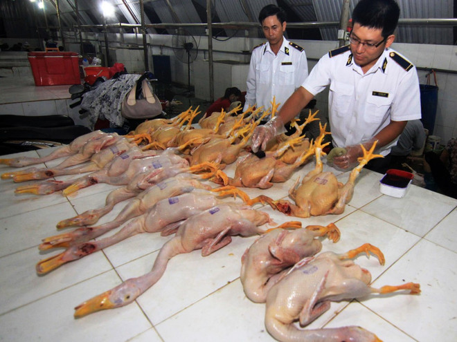 Không cho phép sử dụng nhựa thông trong giết mổ gia cầm ảnh 1