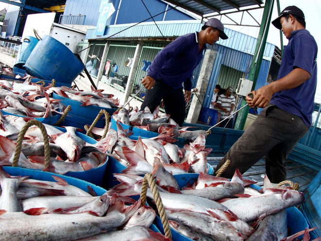 Sản lượng cá tra Đồng bằng sông Cửu Long giảm 7% so với cùng kỳ ảnh 1