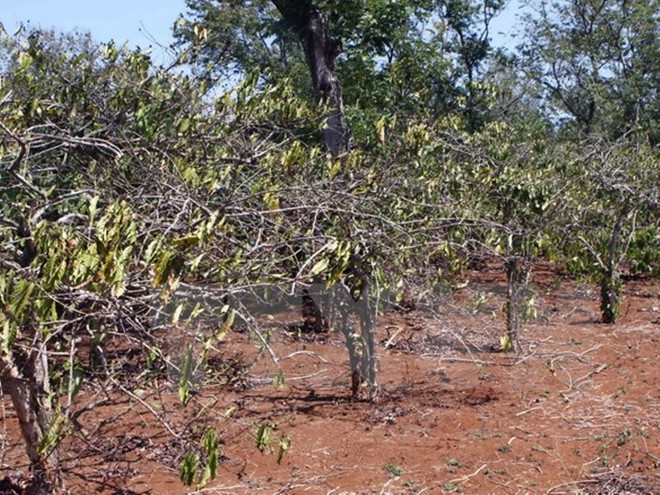 Hơn 7.500ha cây trồng bị mất trắng do hạn hán ở khu vực Tây Nguyên ảnh 1
