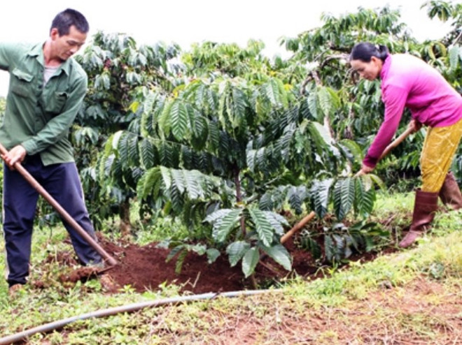 Hơn 7.500ha cây trồng bị mất trắng do hạn hán ở khu vực Tây Nguyên ảnh 2