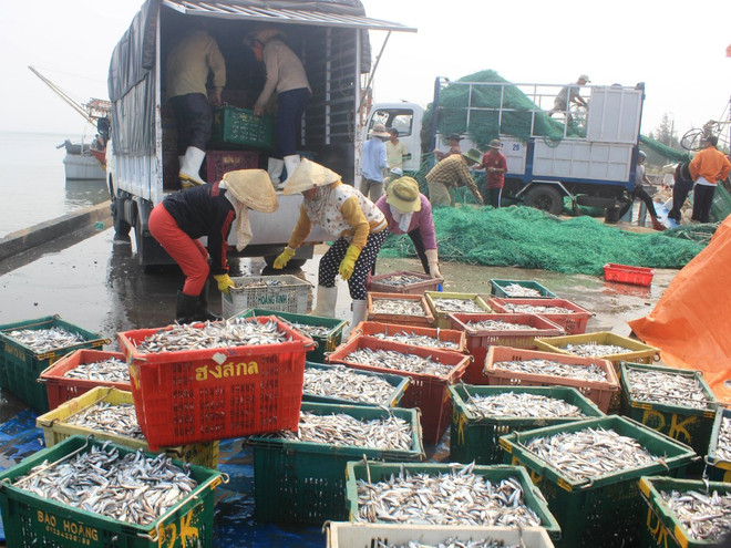 Giải pháp cấp bách ứng phó với tình trạng cá chết bất thường ảnh 2