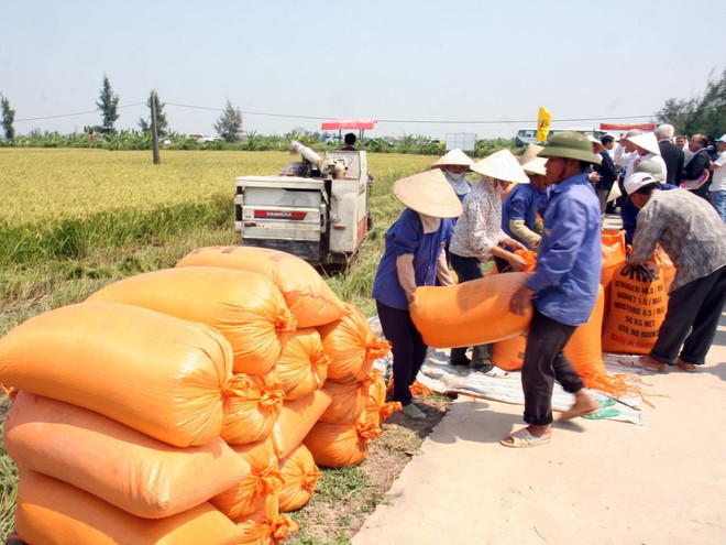 Hiệp hội Lương thực Việt làm gì khi Thái Lan xả kho gạo “khủng”? ảnh 2