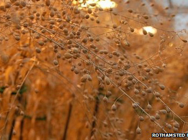 Anh lai tạo thành công ra giống cây cho dầu cá ảnh 1