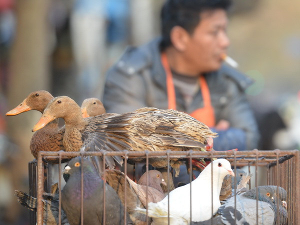 Thêm một trường hợp tử vong vì H7N9 tại Trung Quốc ảnh 1