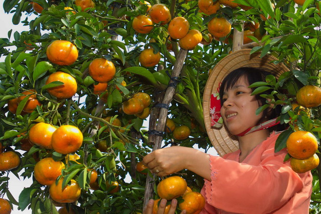 Chuẩn bị thu hoạch quýt cho vụ Tết. (Ảnh: TTXVN) Đồng Tháp: Quýt hồng Tết thu lãi hơn 500 triệu đồng ảnh 1