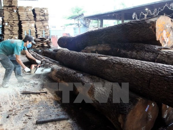 Ảnh minh họa: Chế biến gỗ tại Công ty Cổ phần Tân Vĩnh Cửu (Đồng Nai). (Ảnh: Thanh Vũ/TTXVN) Các hiệp hội Việt Nam chính thức nói "không" với gỗ bất hợp pháp ảnh 1