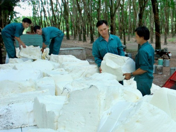 Trái chiều với thế giới, giá mủ cao su trong nước vẫn ổn định ảnh 1
