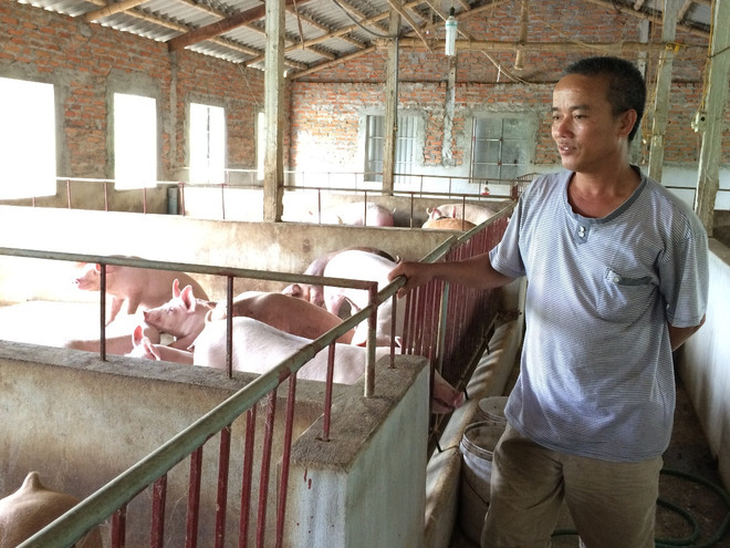 Người chăn nuôi lợn khó bắt mối “đầu ra” với doanh nghiệp ảnh 2