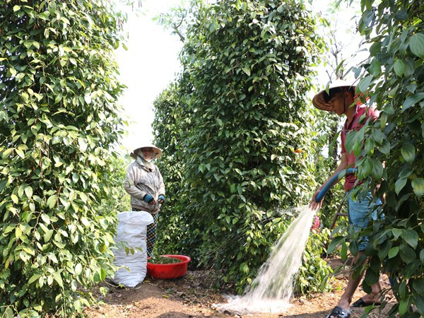 Tụt xuống 79.000 đồng một kg, giá hồ tiêu chạm đáy trong vòng 6 năm ảnh 1