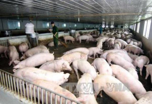 Cục Chăn nuôi: Còn tồn đọng hơn 1,5 triệu con lợn cần "giải cứu" ảnh 1