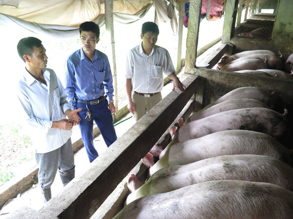 Thị trường thịt lợn chuyển biến tích cực, giá lợn hơi tăng 7.000 đồng ảnh 1