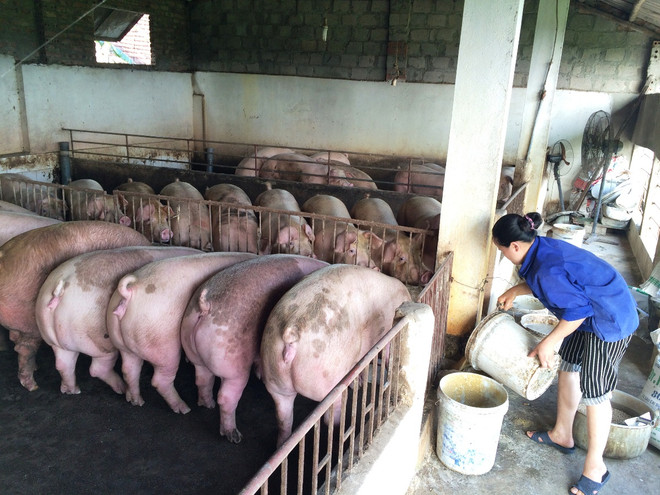 Hà Nam: Đàn lợn uống nước cầm hơi, người dân bữa ăn bữa lo ảnh 2