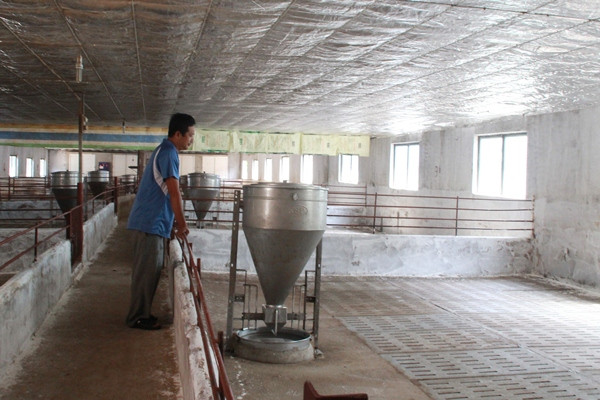 Cục Chăn nuôi: Còn tồn đọng hơn 1,5 triệu con lợn cần "giải cứu" ảnh 2